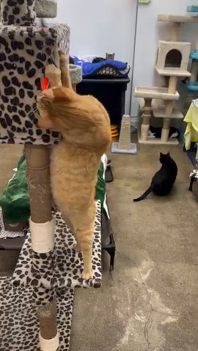 Enlarge Chester, an adoptable Domestic Short Hair in Manhattan Beach, CA video 5/5