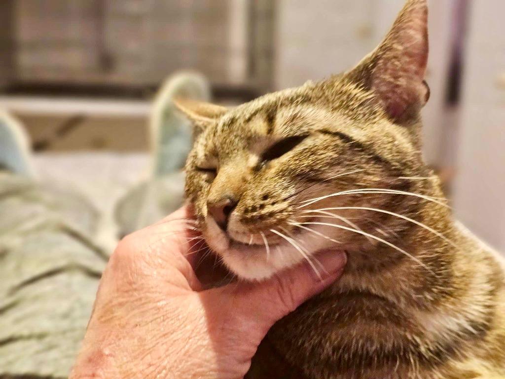 Enlarge Pixie, a Adoptable mixed breed in Merriam, KS image 2/4