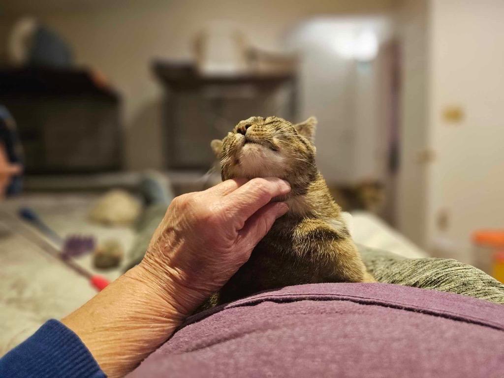 Enlarge Pixie, a Adoptable mixed breed in Merriam, KS image 3/4