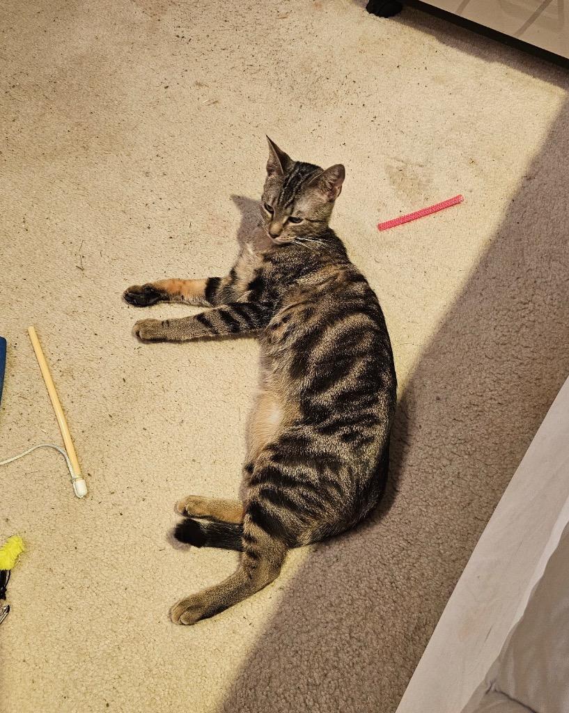 Enlarge Pixie, a Adoptable mixed breed in Merriam, KS image 4/4