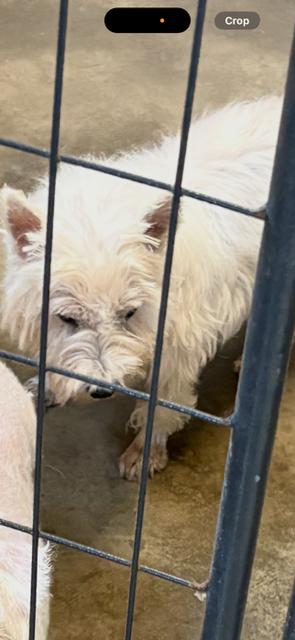 Enlarge Boofy, a Adopted mixed breed in Sistersville, WV image 1/1