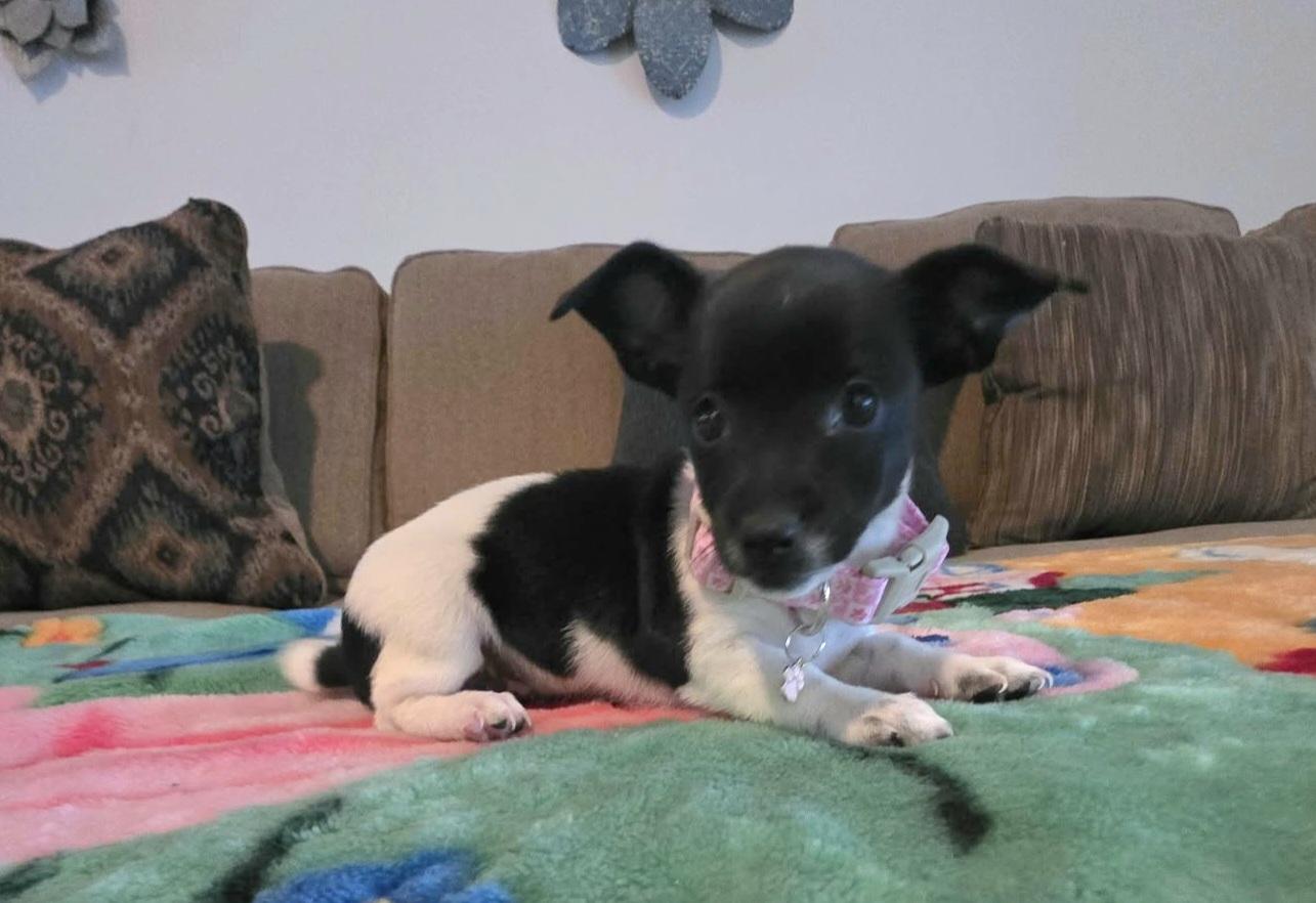 Trixie, Adoptable, Puppy Female Chihuahua & Rat Terrier.