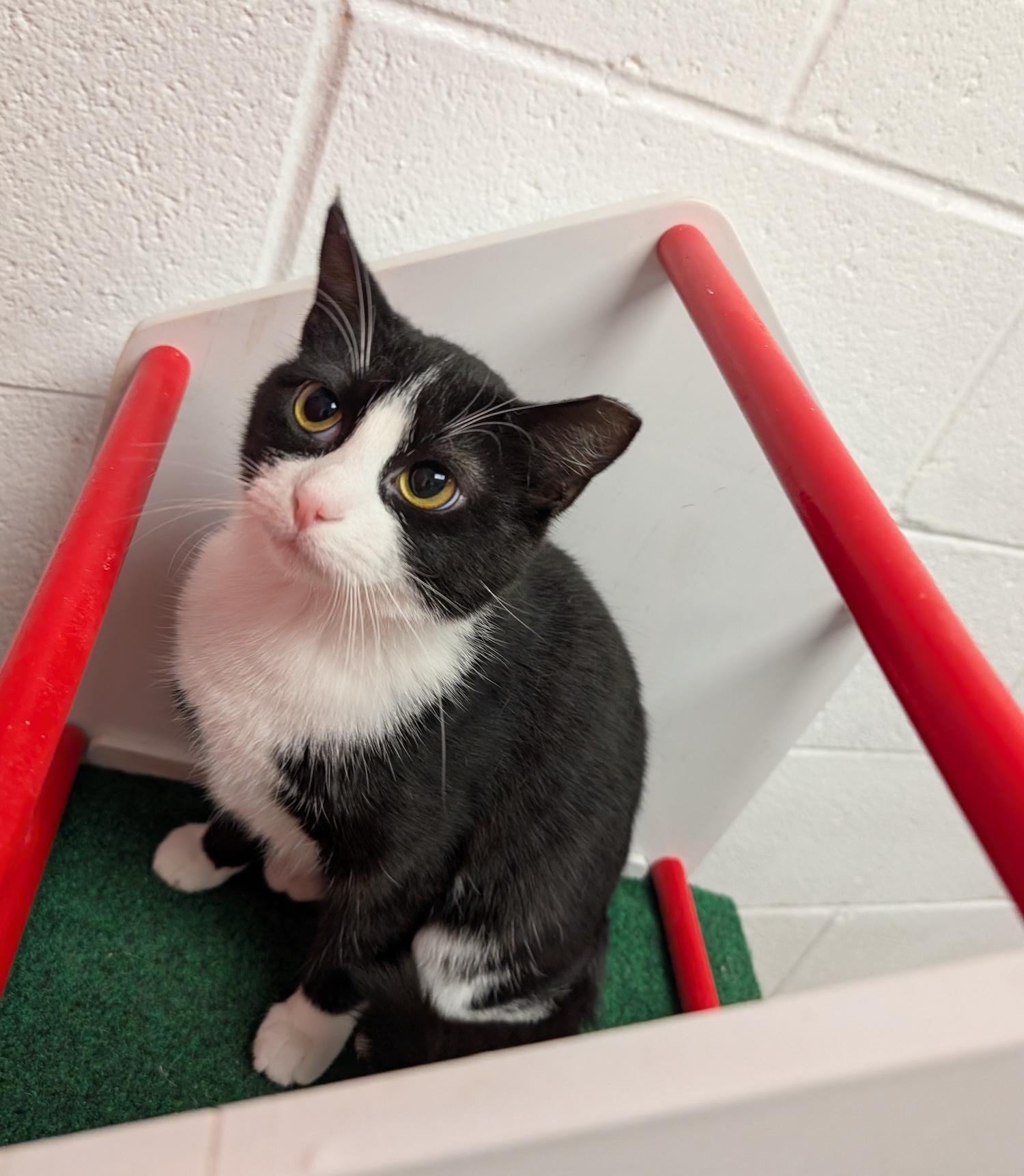 Macy, adoptable, Young Female Domestic Short Hair.