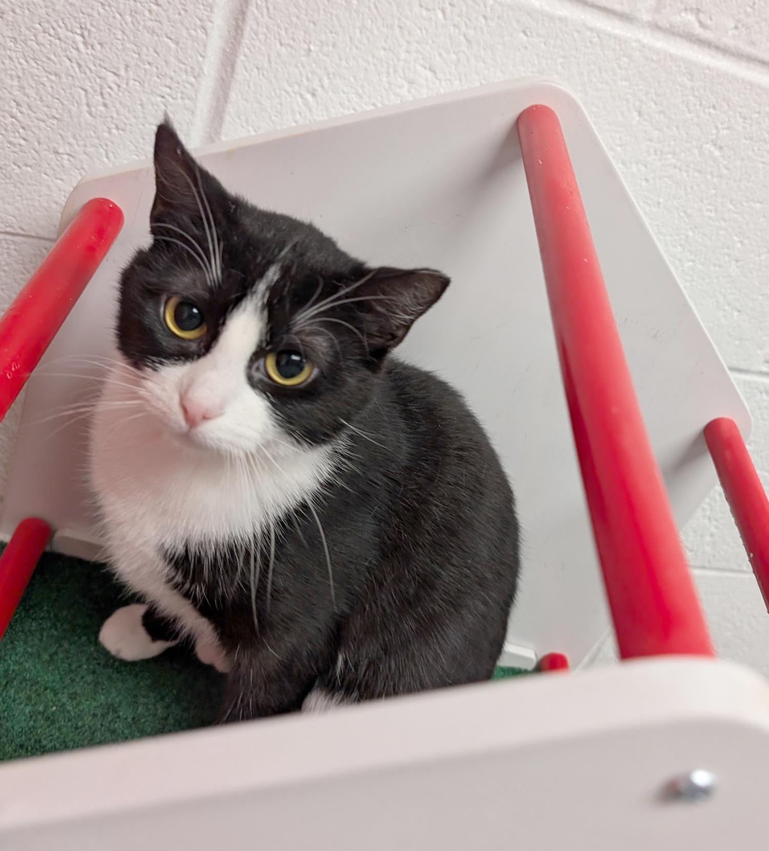 Macy, an adoptable Domestic Short Hair in Smithfield, NC image 2/5