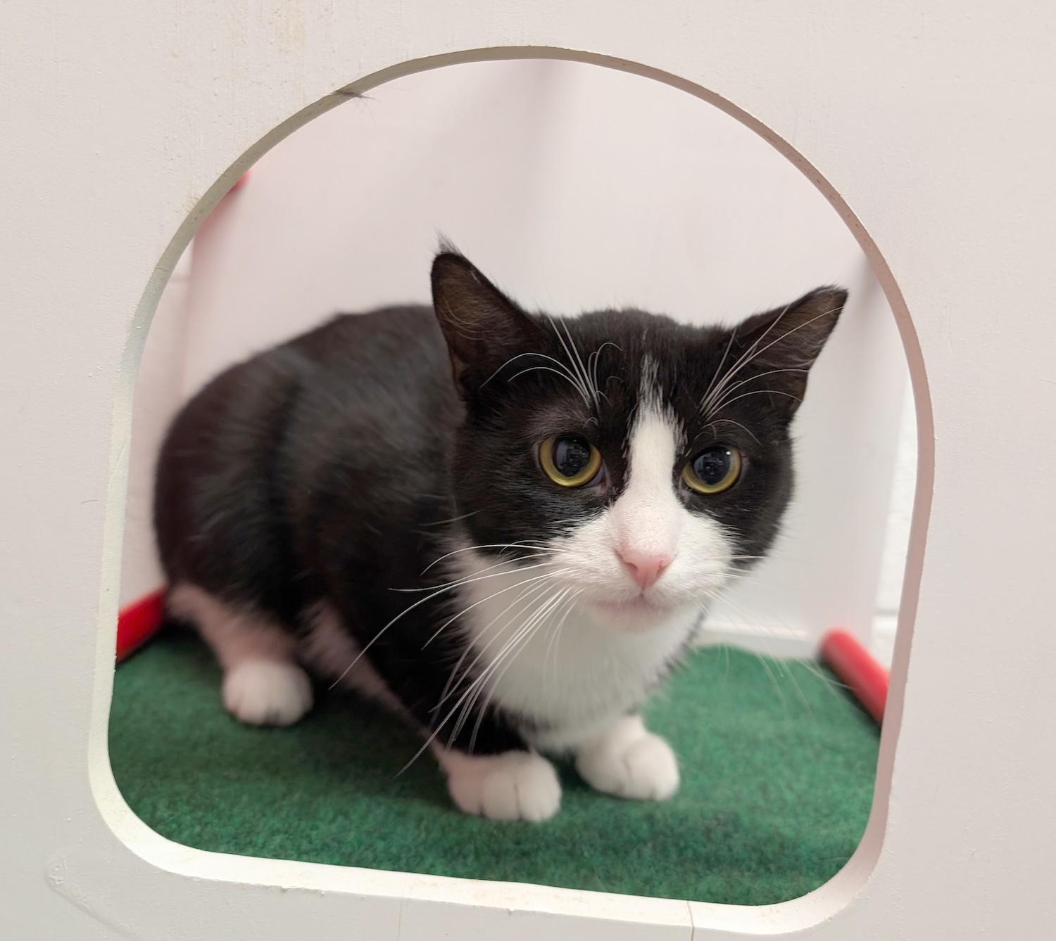 Macy, an adoptable Domestic Short Hair in Smithfield, NC image 3/5