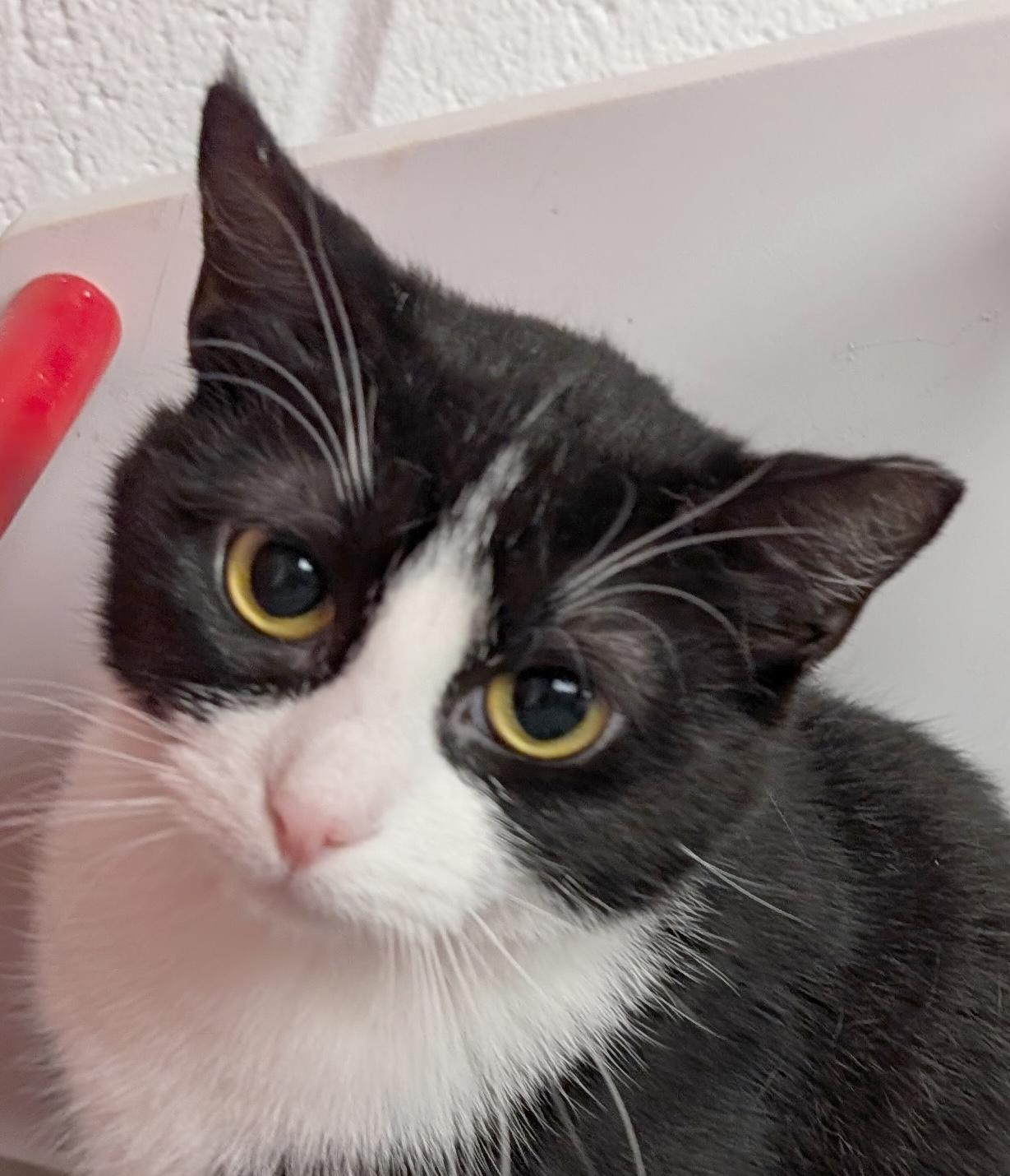 Macy, an adoptable Domestic Short Hair in Smithfield, NC image 4/5