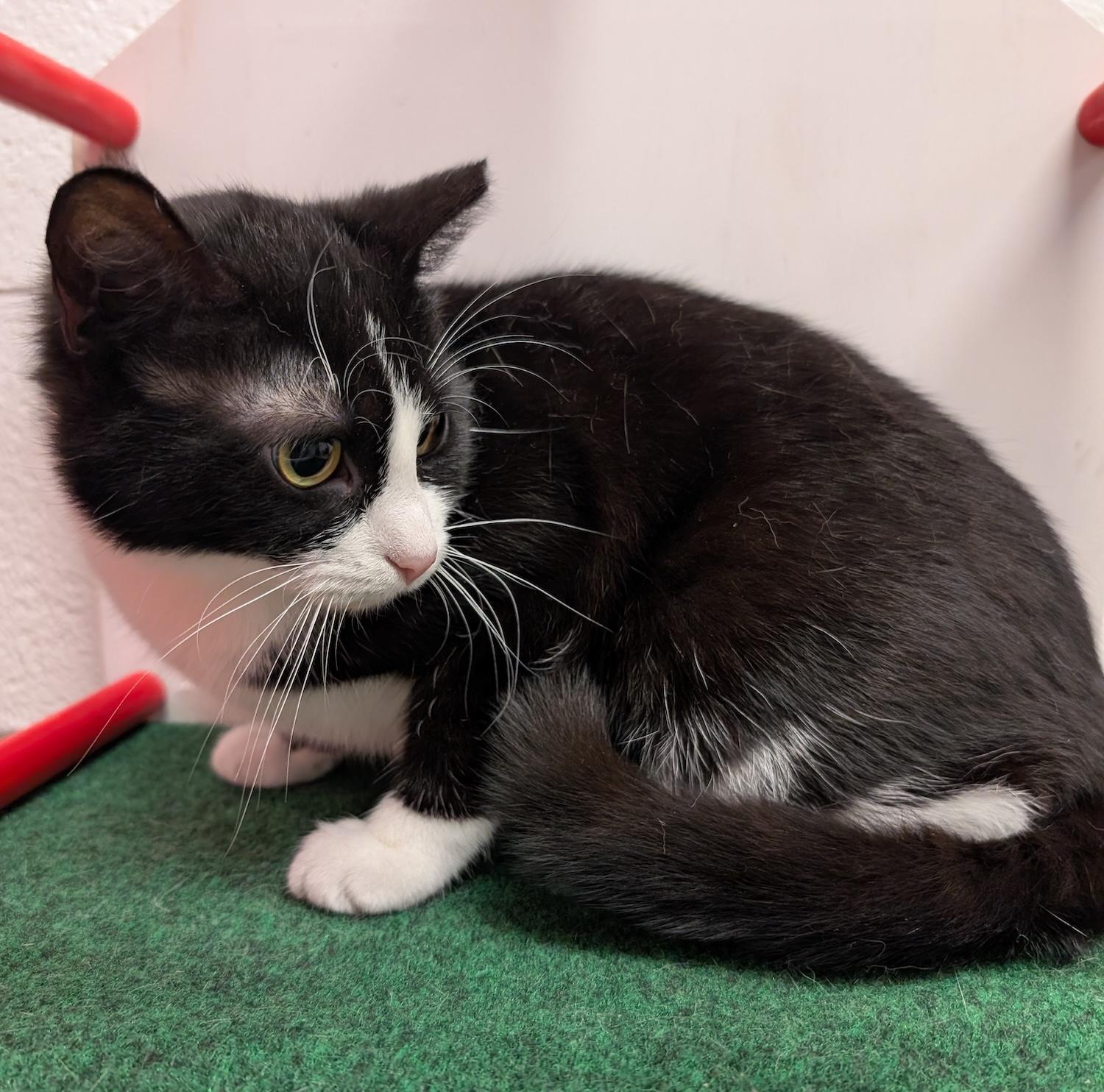 Macy, an adoptable Domestic Short Hair in Smithfield, NC image 5/5