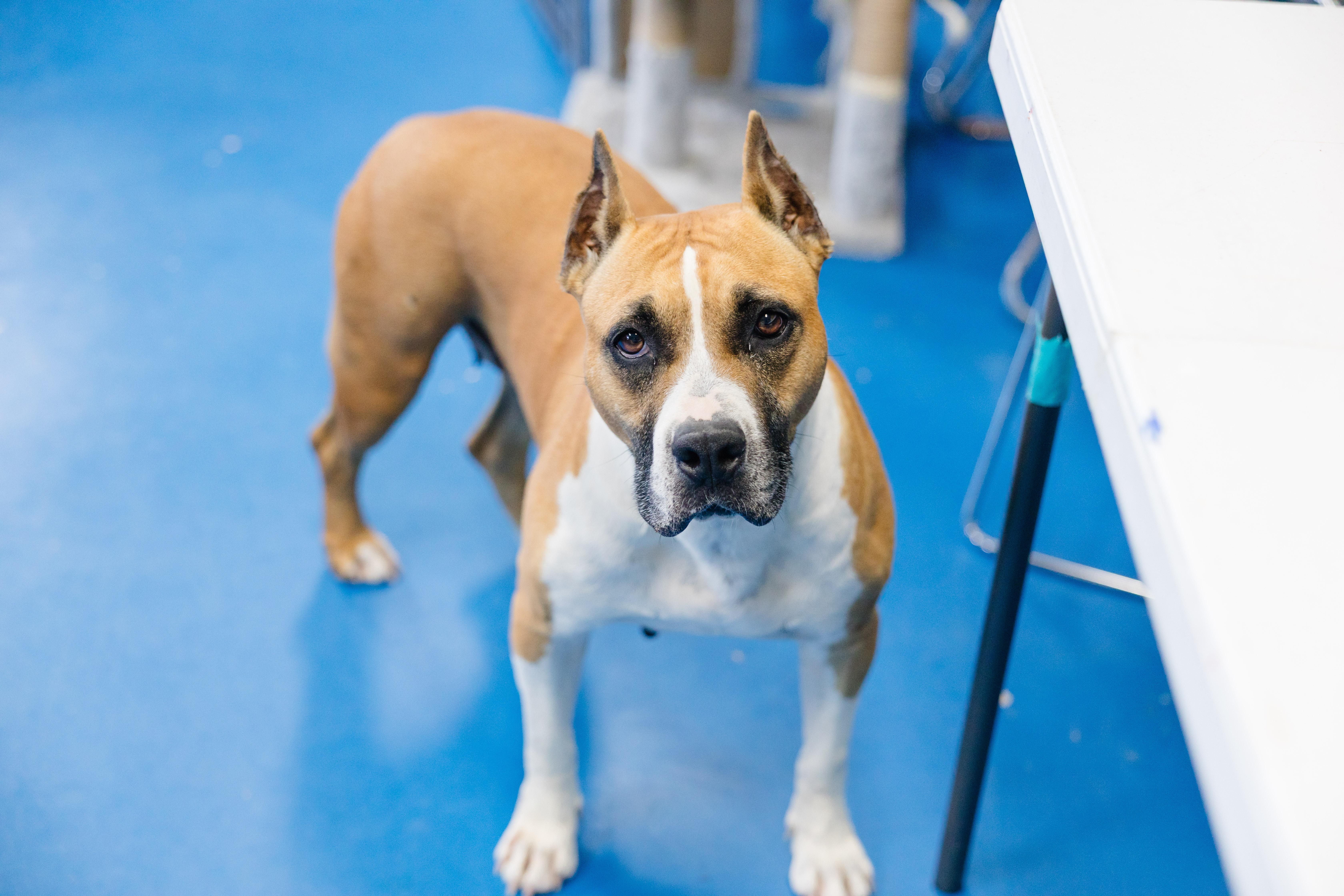 Enlarge Mercy, a ADOPTABLE mixed breed in Newburgh, IN image 2/6