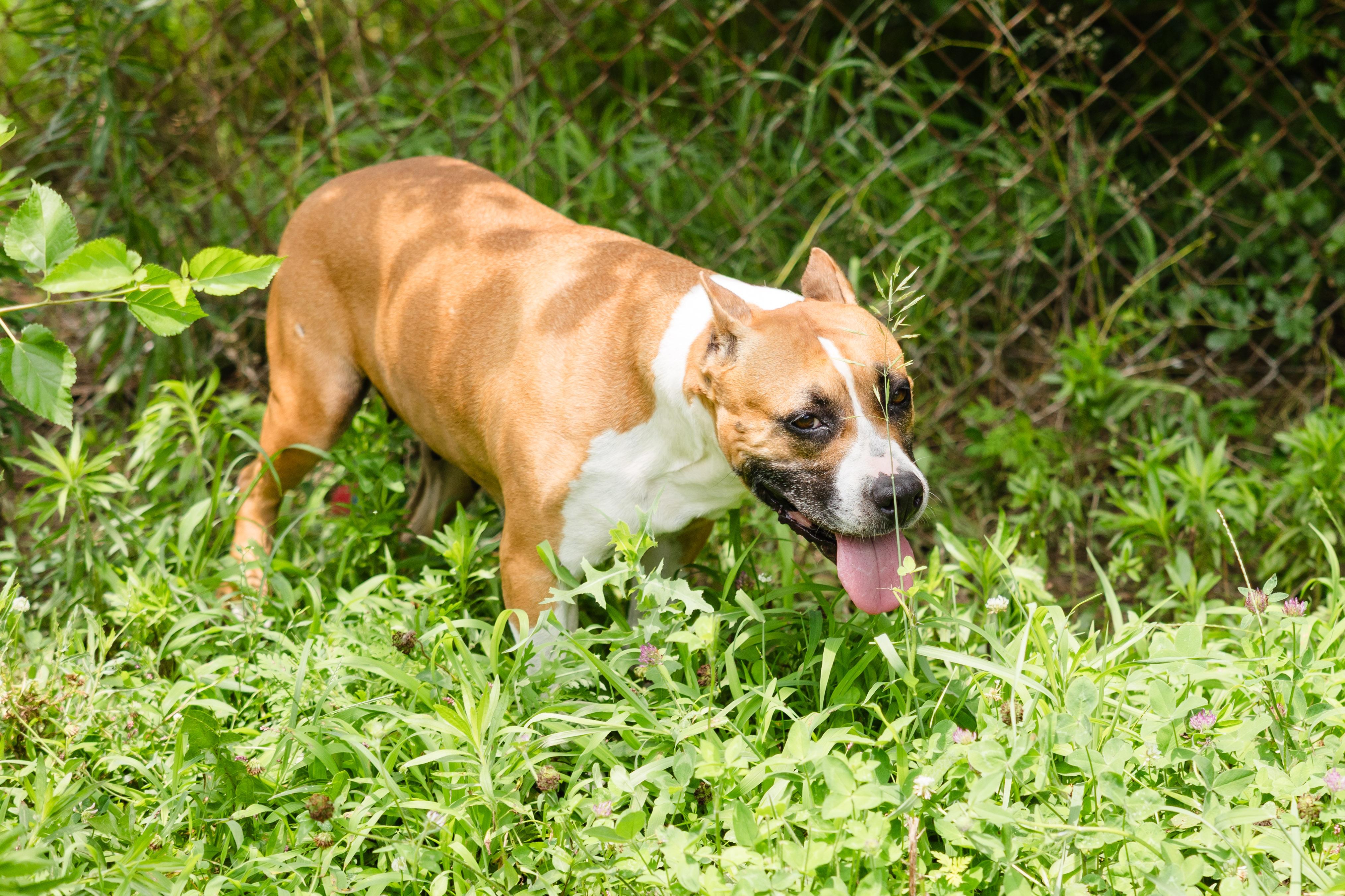 Enlarge Mercy, a ADOPTABLE mixed breed in Newburgh, IN image 6/6