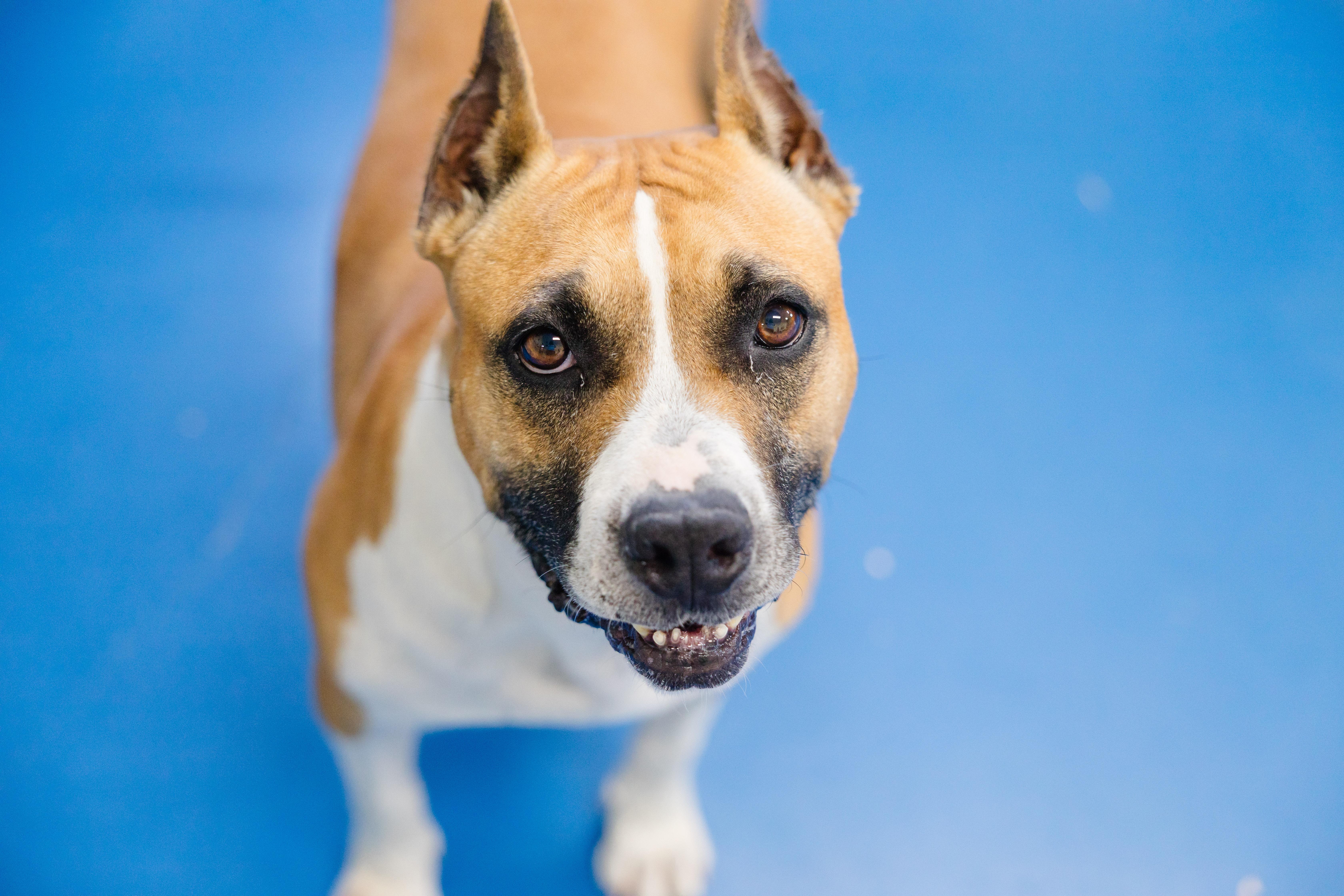 Enlarge Mercy, a ADOPTABLE mixed breed in Newburgh, IN image 3/6