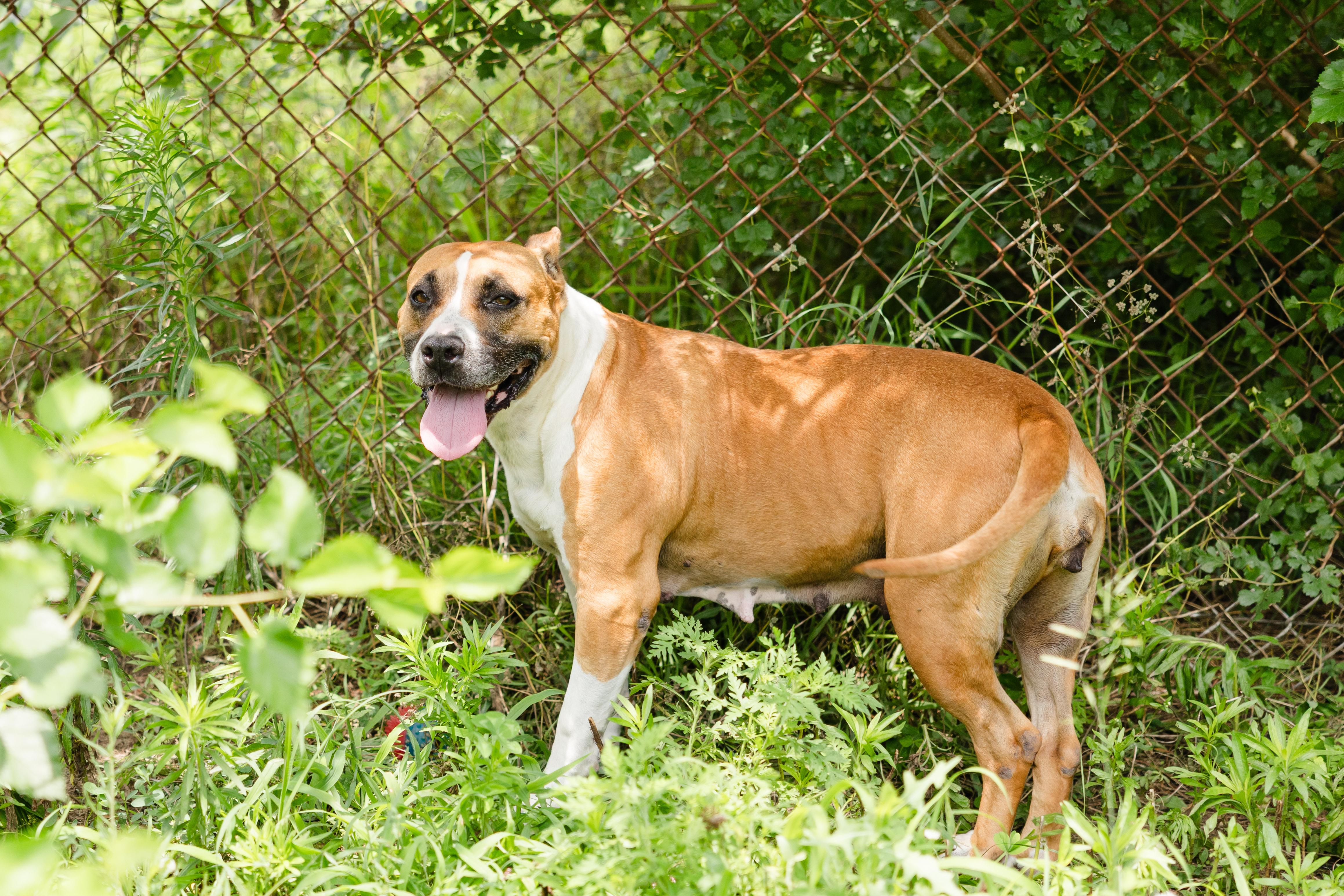 Enlarge Mercy, a ADOPTABLE mixed breed in Newburgh, IN image 4/6