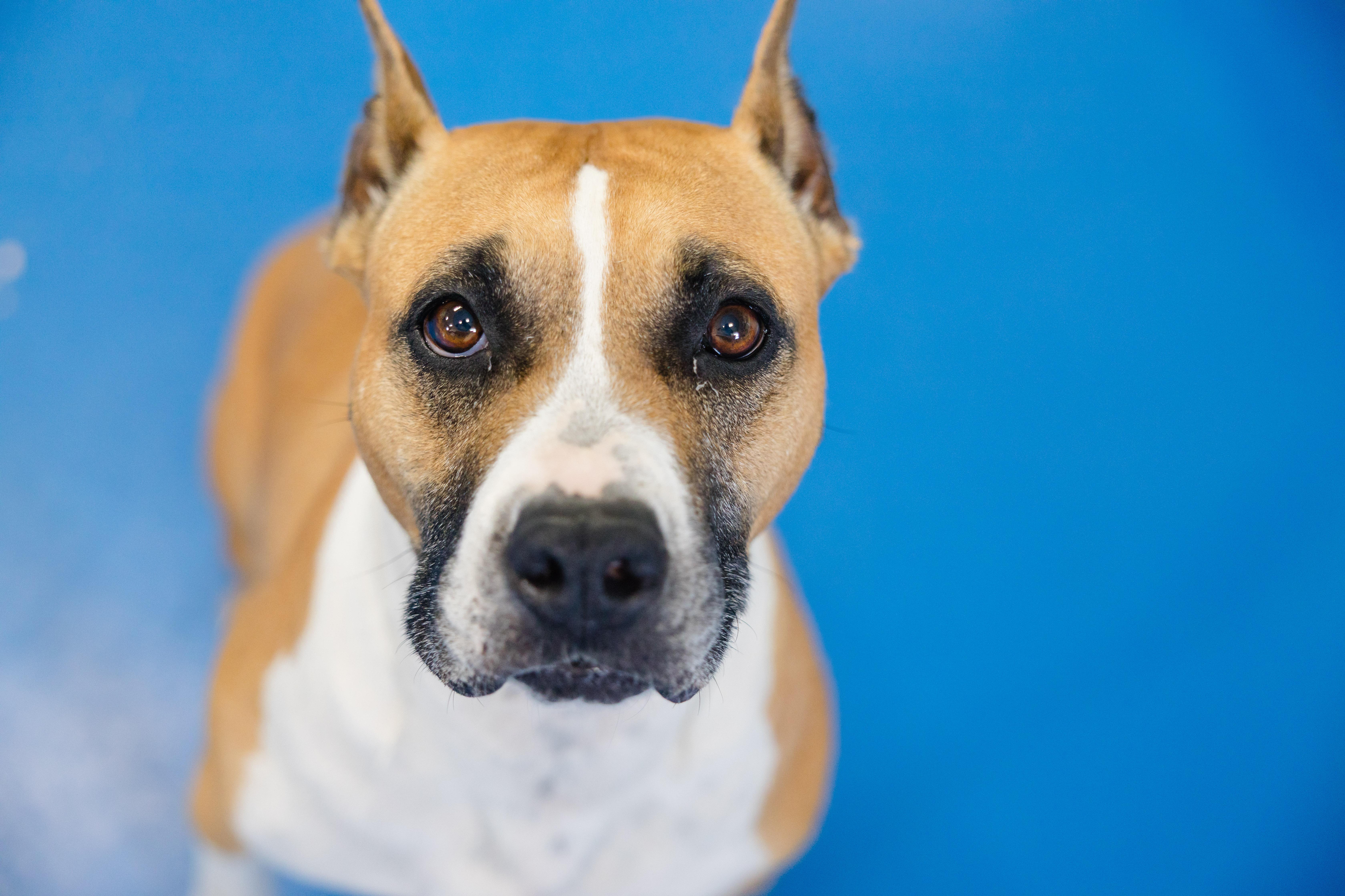 Mercy, ADOPTABLE, Adult Female Boxer & Terrier.
