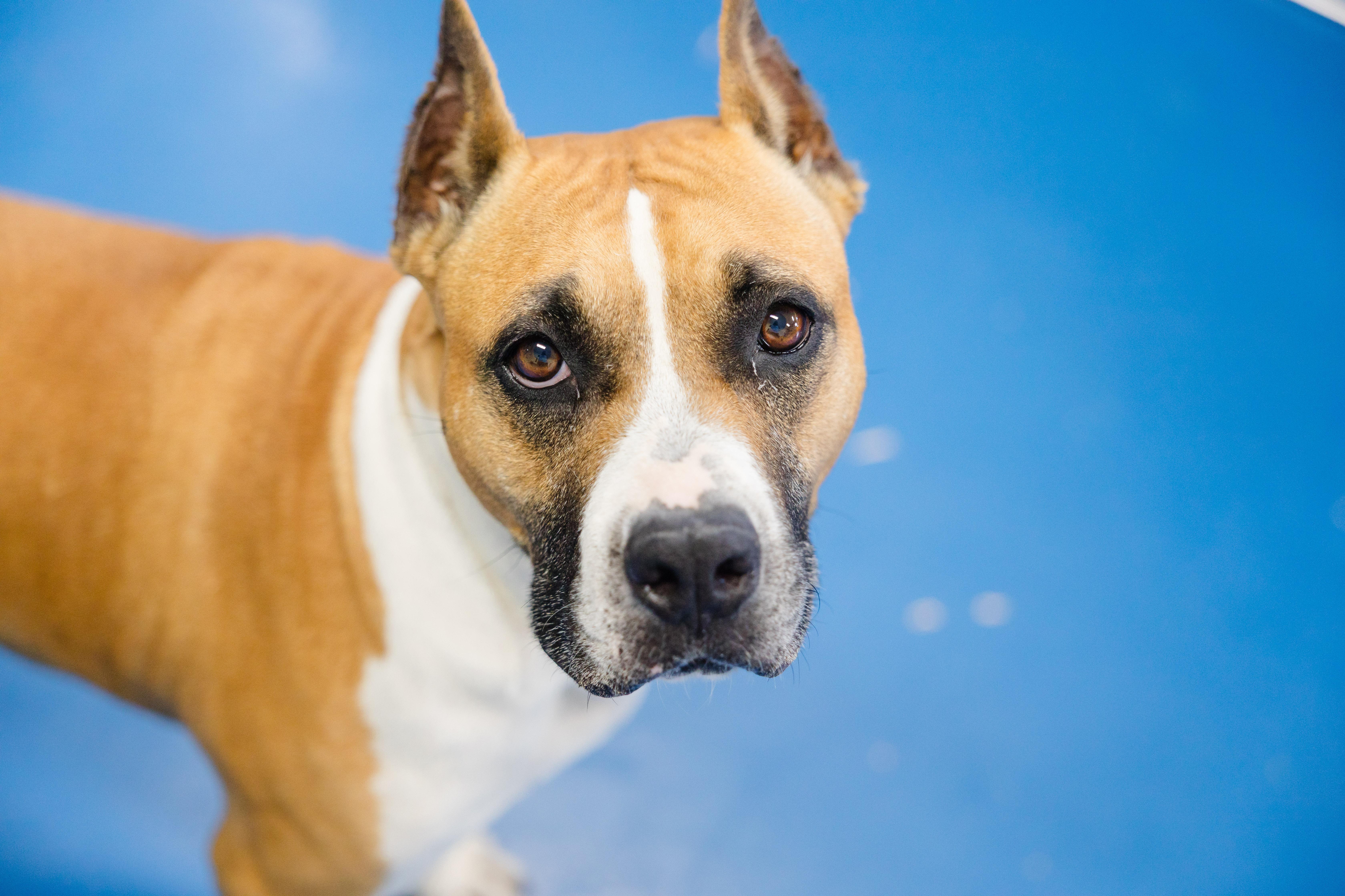 Enlarge Mercy, a ADOPTABLE mixed breed in Newburgh, IN image 5/6