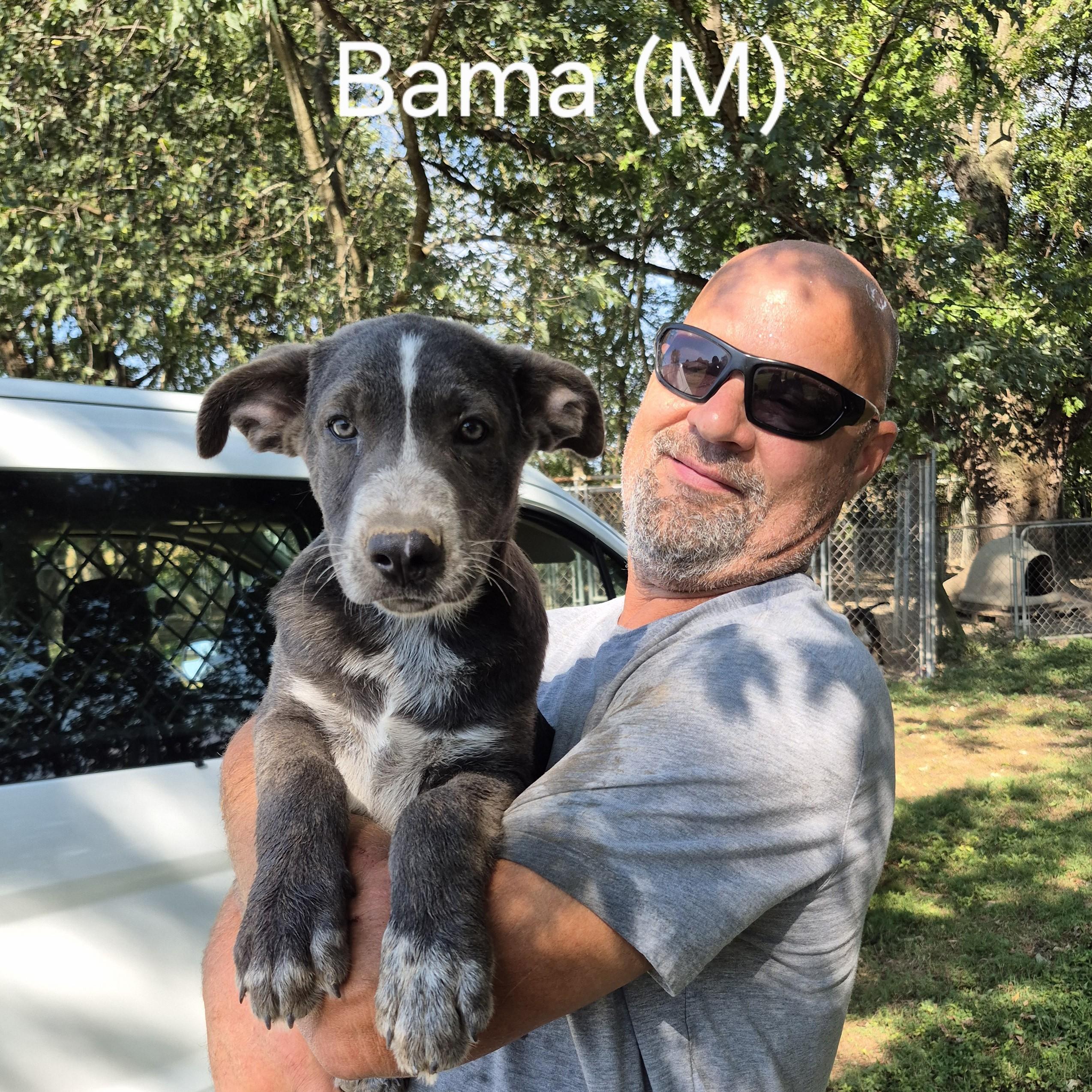 Enlarge Bama, a Adoptable mixed breed in Albany, NY image 2/2