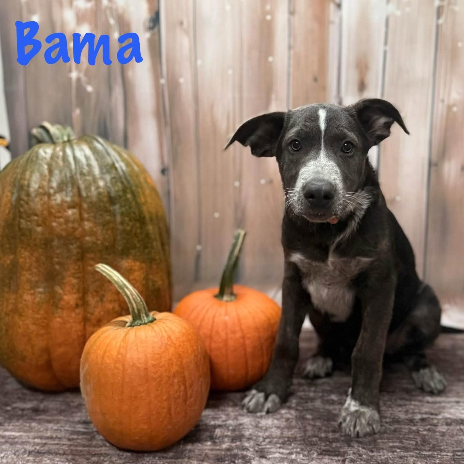 Bama, Adoptable, Puppy Male Shepherd.