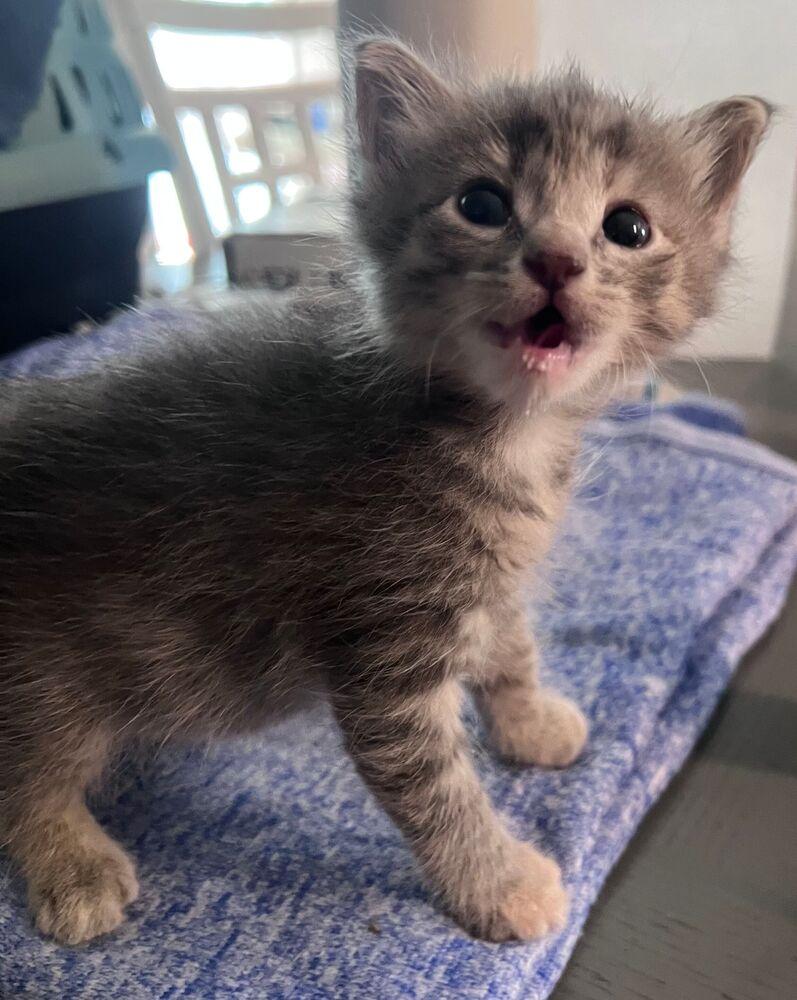 Enlarge Lottie, a Adoptable Domestic Short Hair in McPherson, KS image 1/3