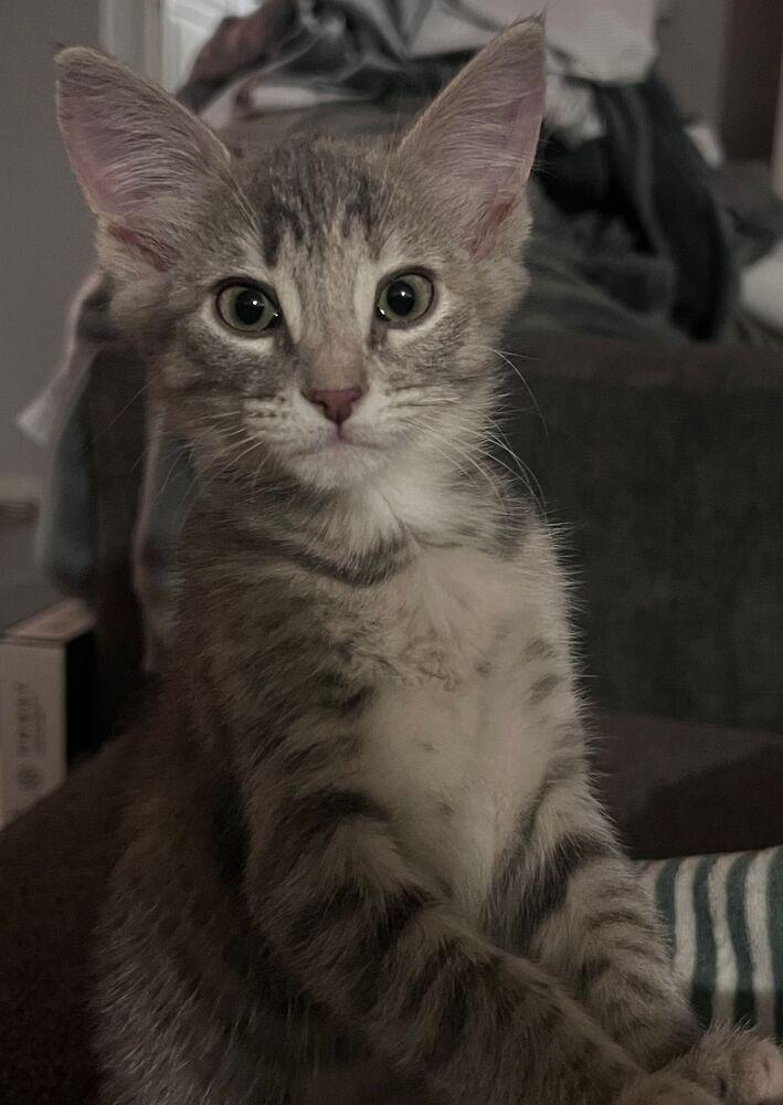 Enlarge Lottie, a Adoptable Domestic Short Hair in McPherson, KS image 2/3