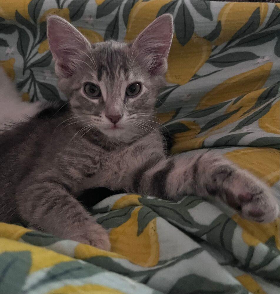 Enlarge Lottie, a Adoptable Domestic Short Hair in McPherson, KS image 3/3
