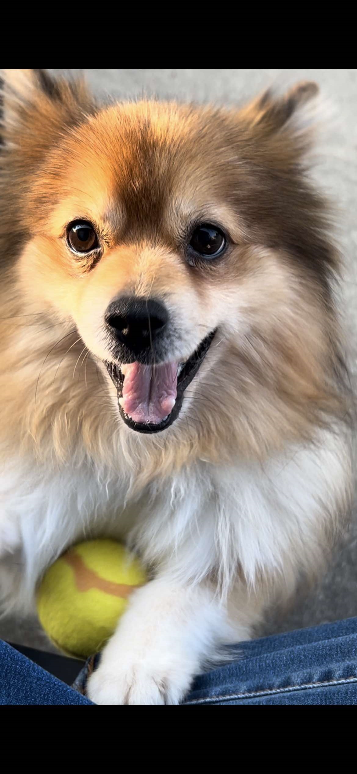 Percy, Adopted, Adult Male Pomeranian.