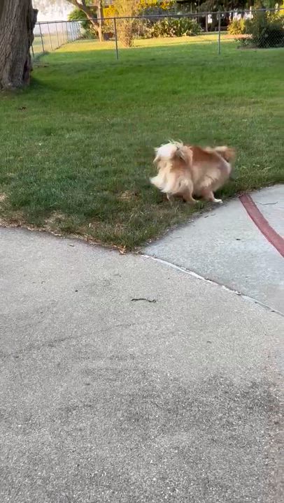 Enlarge Percy, a Adopted Pomeranian in Towanda, IL video 2/2