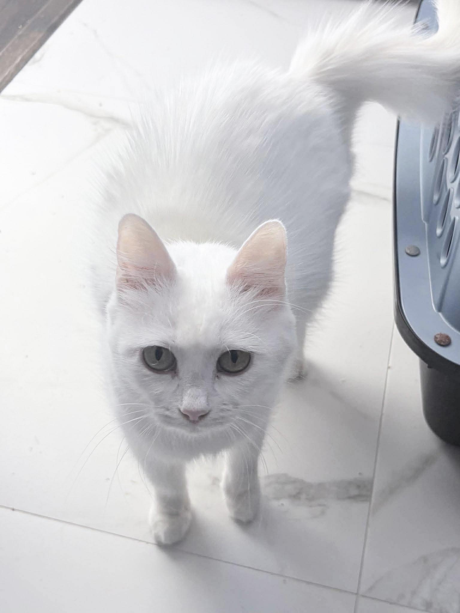 Beautiful Blanca, an adoptable Domestic Medium Hair in West Hartford , CT image 4/4