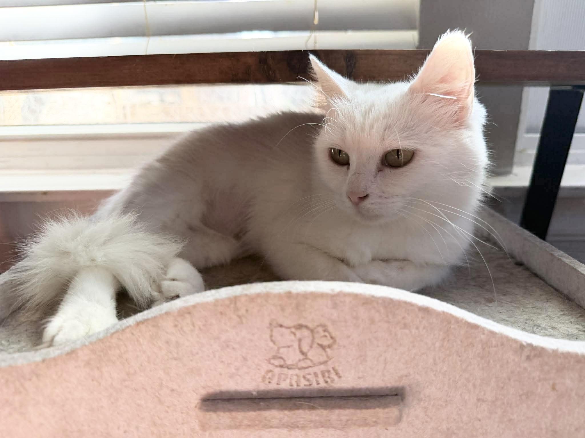 Beautiful Blanca, an adoptable Domestic Medium Hair in West Hartford , CT image 2/4