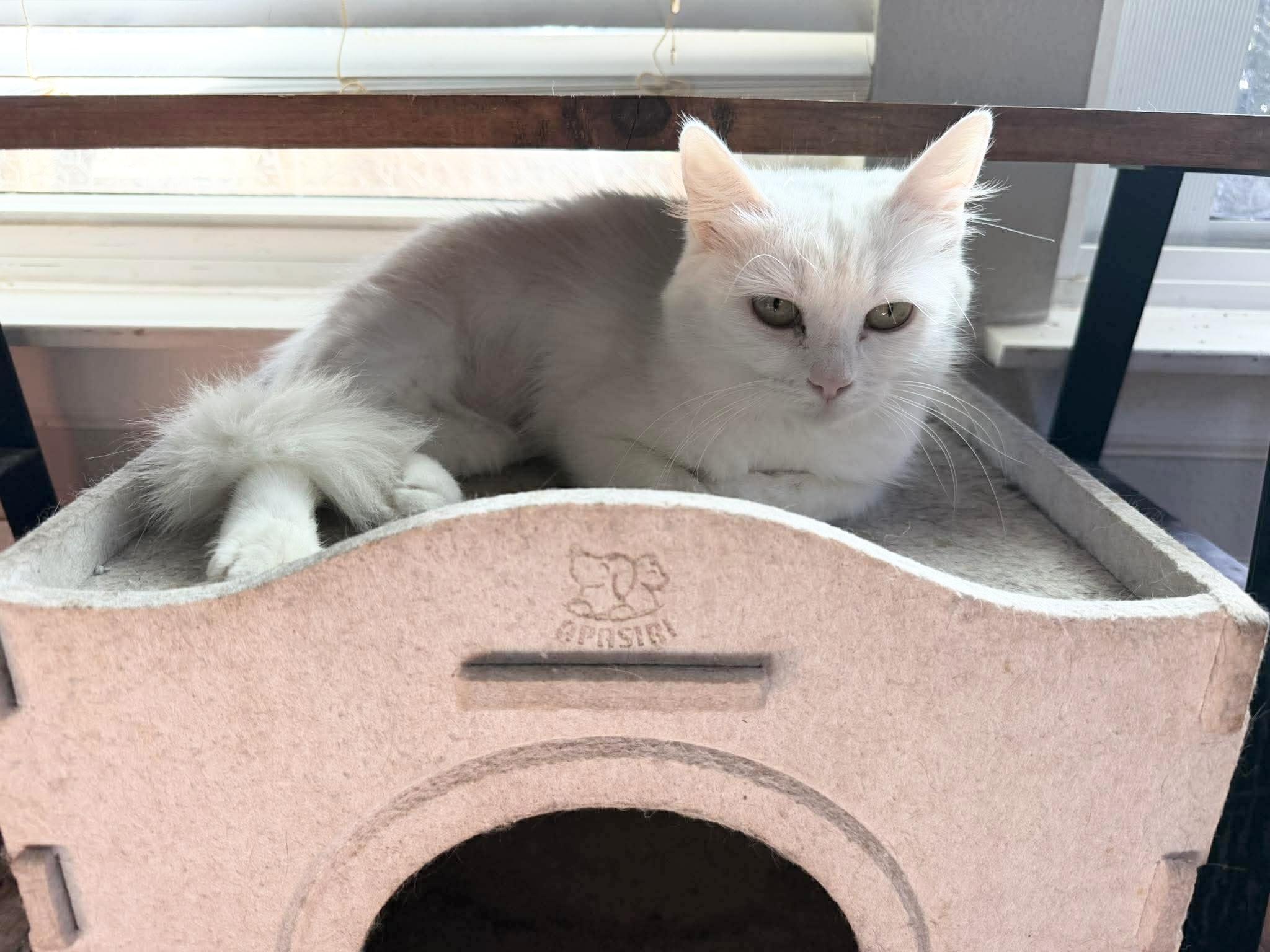 Beautiful Blanca, an adoptable Domestic Medium Hair in West Hartford , CT image 3/4