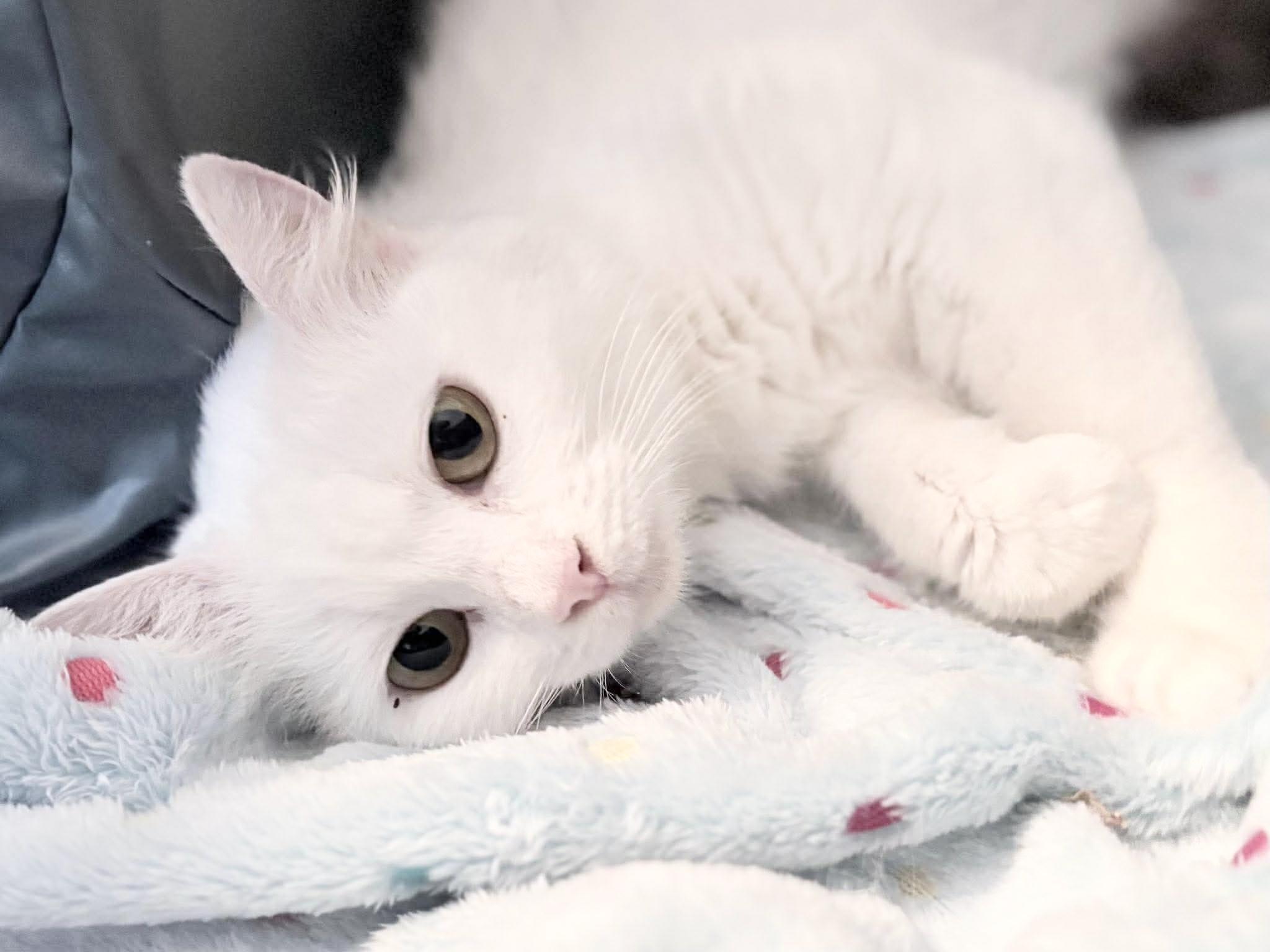 Beautiful Blanca, an adoptable Domestic Medium Hair in West Hartford , CT image 1/4