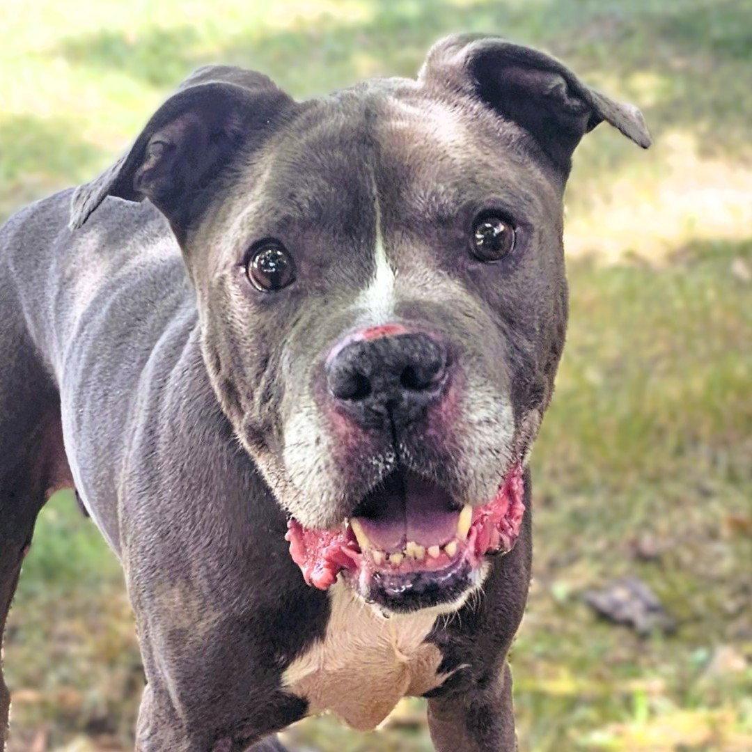 Jackson, Adoptable, Senior Male Pit Bull Terrier.