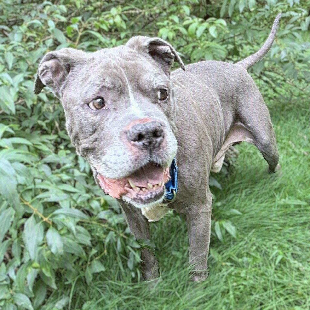 Enlarge Jackson, a Adoptable Pit Bull Terrier in Framingham, MA image 2/3