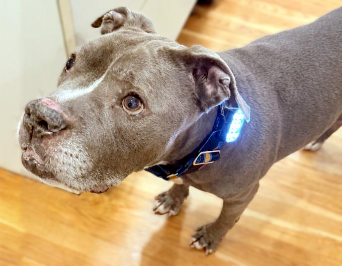 Enlarge Jackson, a Adoptable Pit Bull Terrier in Framingham, MA image 3/3