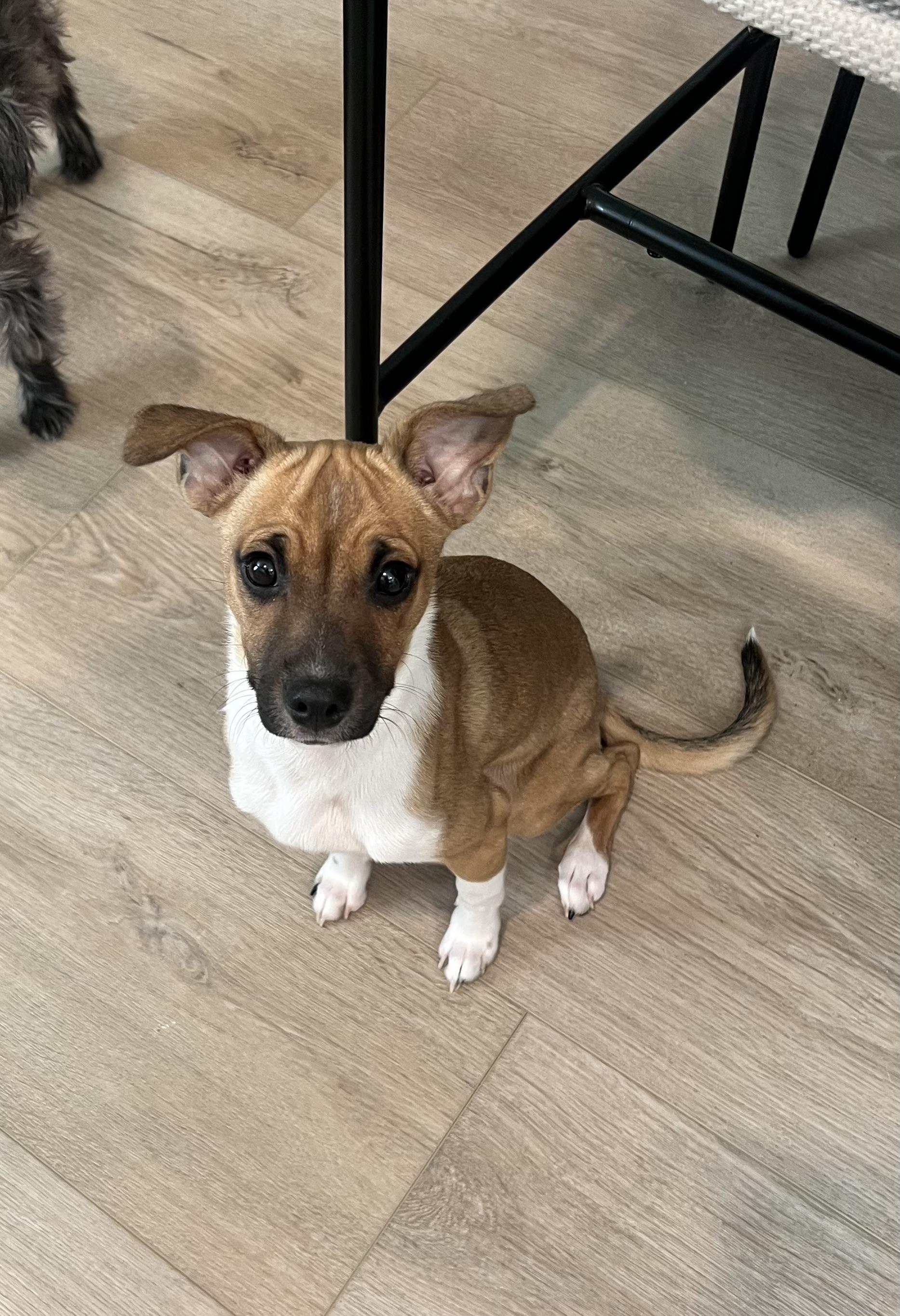 Finley, Adoptable, Puppy Male Chihuahua.