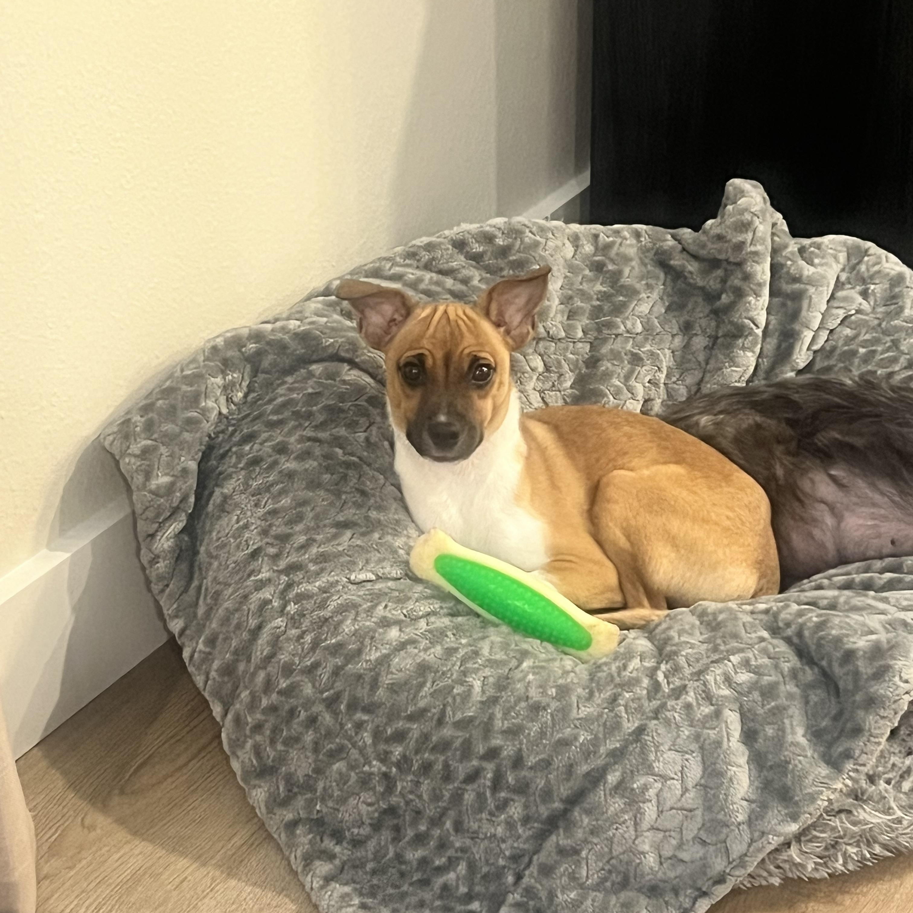 Enlarge Finley, a Adoptable mixed breed in Wesley Chapel, FL image 6/6