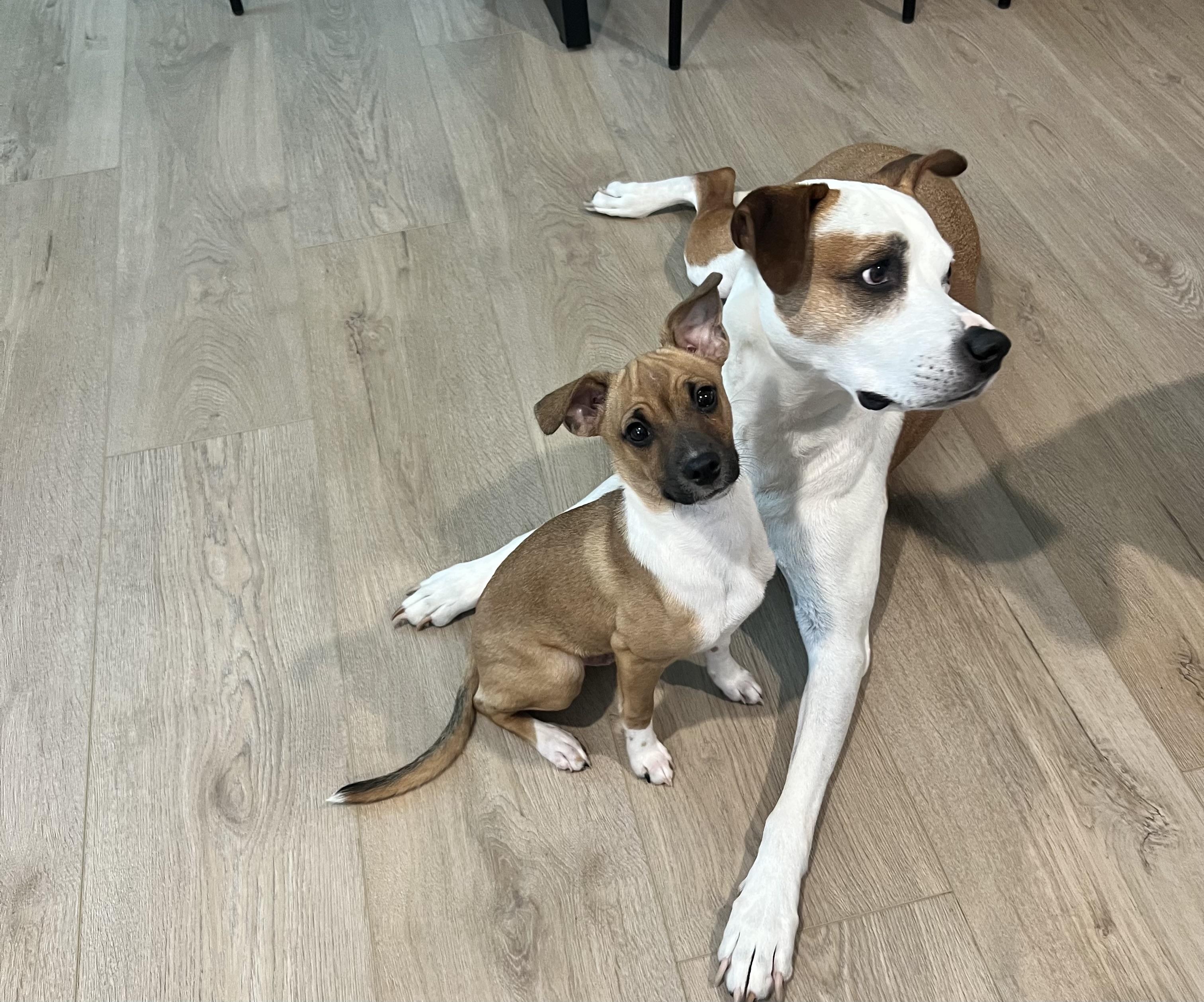 Enlarge Finley, a Adoptable mixed breed in Wesley Chapel, FL image 4/6