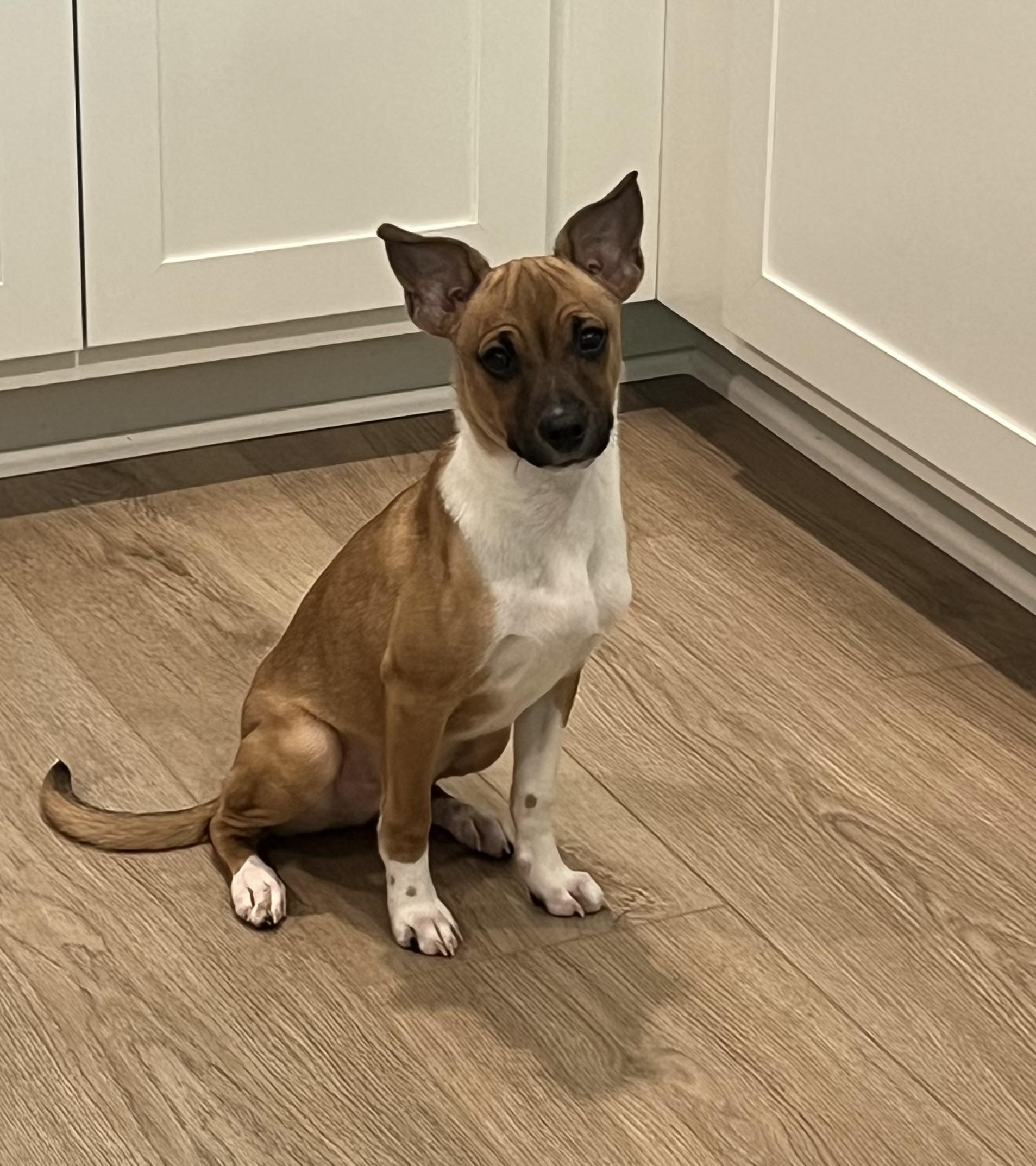 Enlarge Finley, a Adoptable mixed breed in Wesley Chapel, FL image 2/6