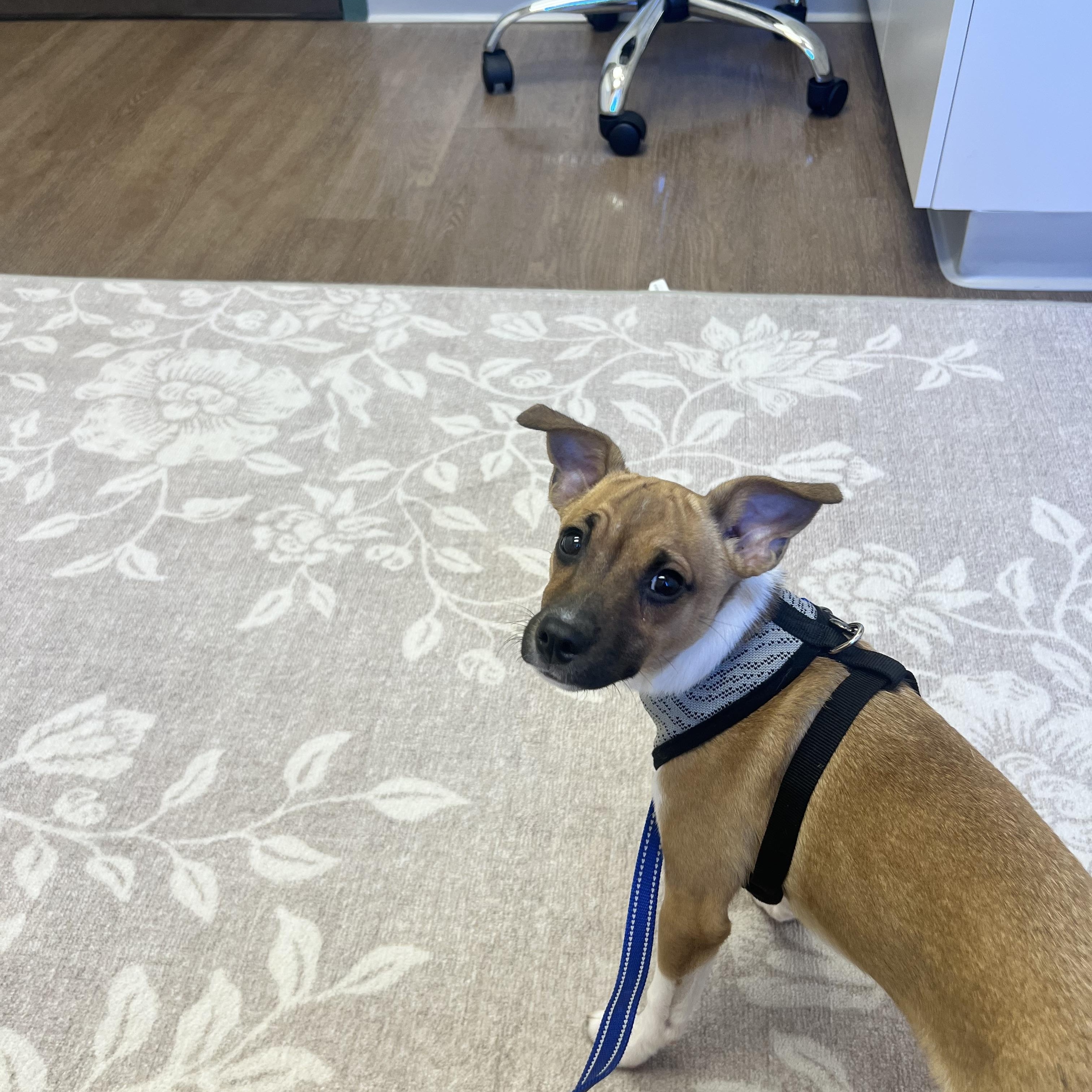 Enlarge Finley, a Adoptable mixed breed in Wesley Chapel, FL image 3/6