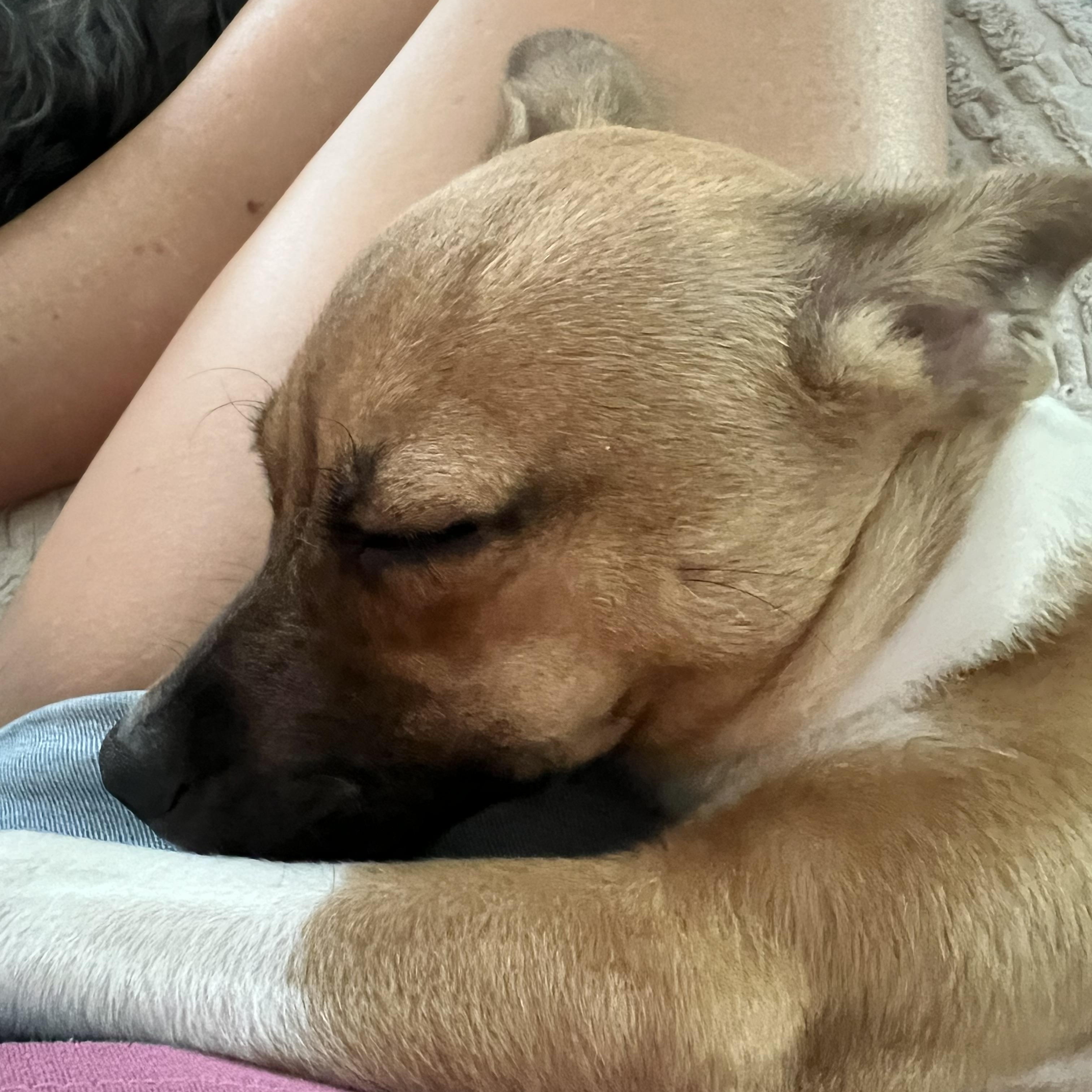 Enlarge Finley, a Adoptable mixed breed in Wesley Chapel, FL image 5/6