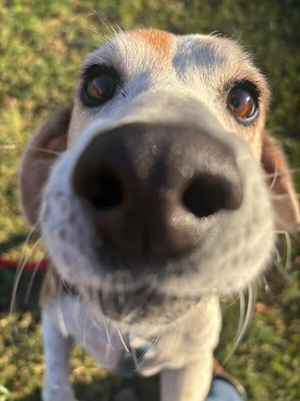 Louie, Adoptable, Adult Male Beagle.