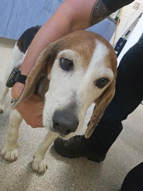 Louie, a Adoptable Beagle in Disputanta, VA image 2/3
