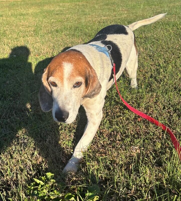 Louie, a Adoptable Beagle in Disputanta, VA image 3/3