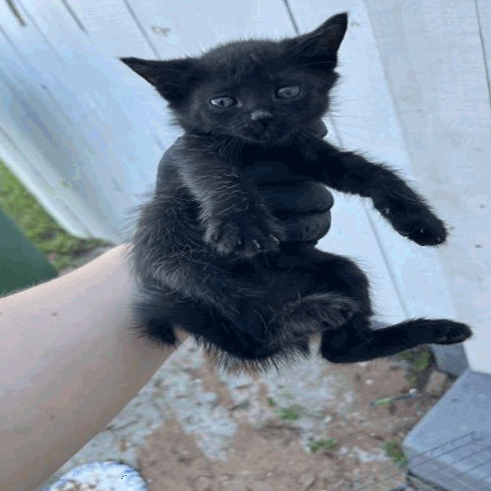 Bobcat, a Adoptable Domestic Short Hair in Tampa, FL image 1/2