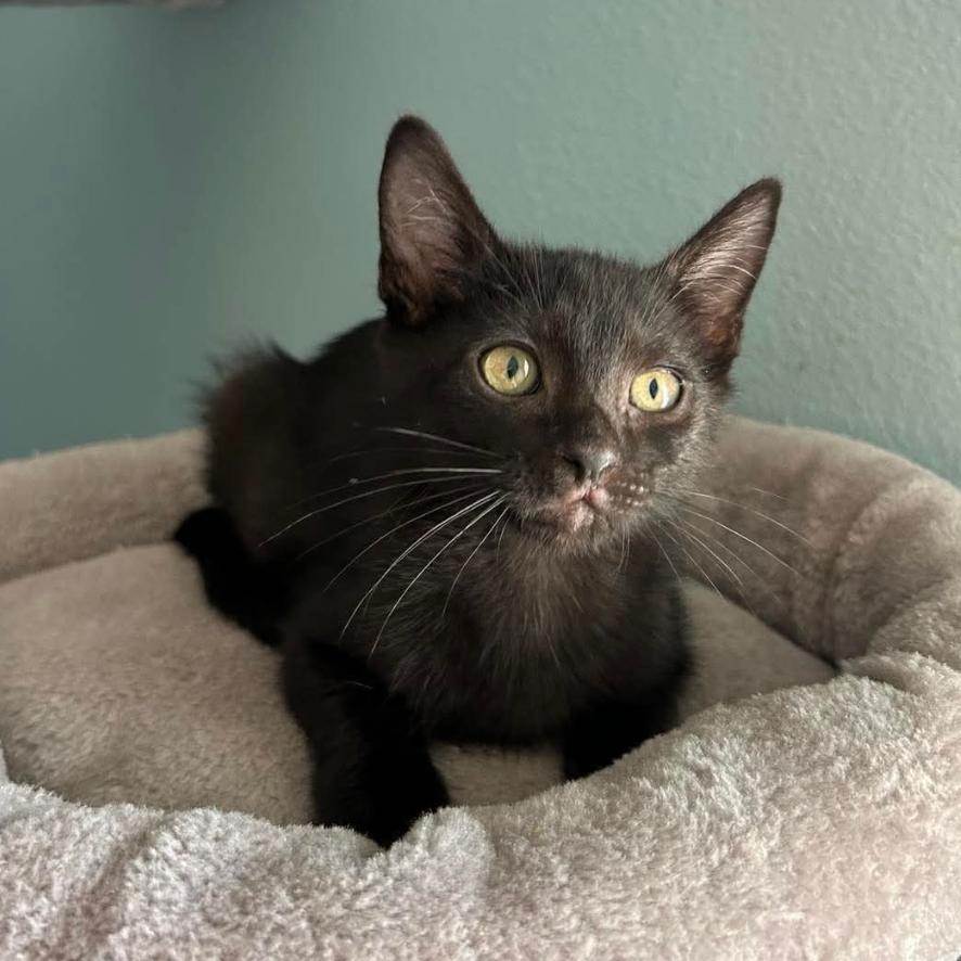 Bobcat, a Adoptable Domestic Short Hair in Tampa, FL image 2/2