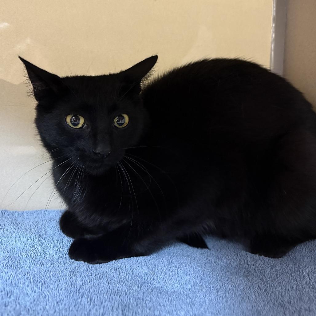 Sunflower, Adoptable, Adult Female Domestic Short Hair.