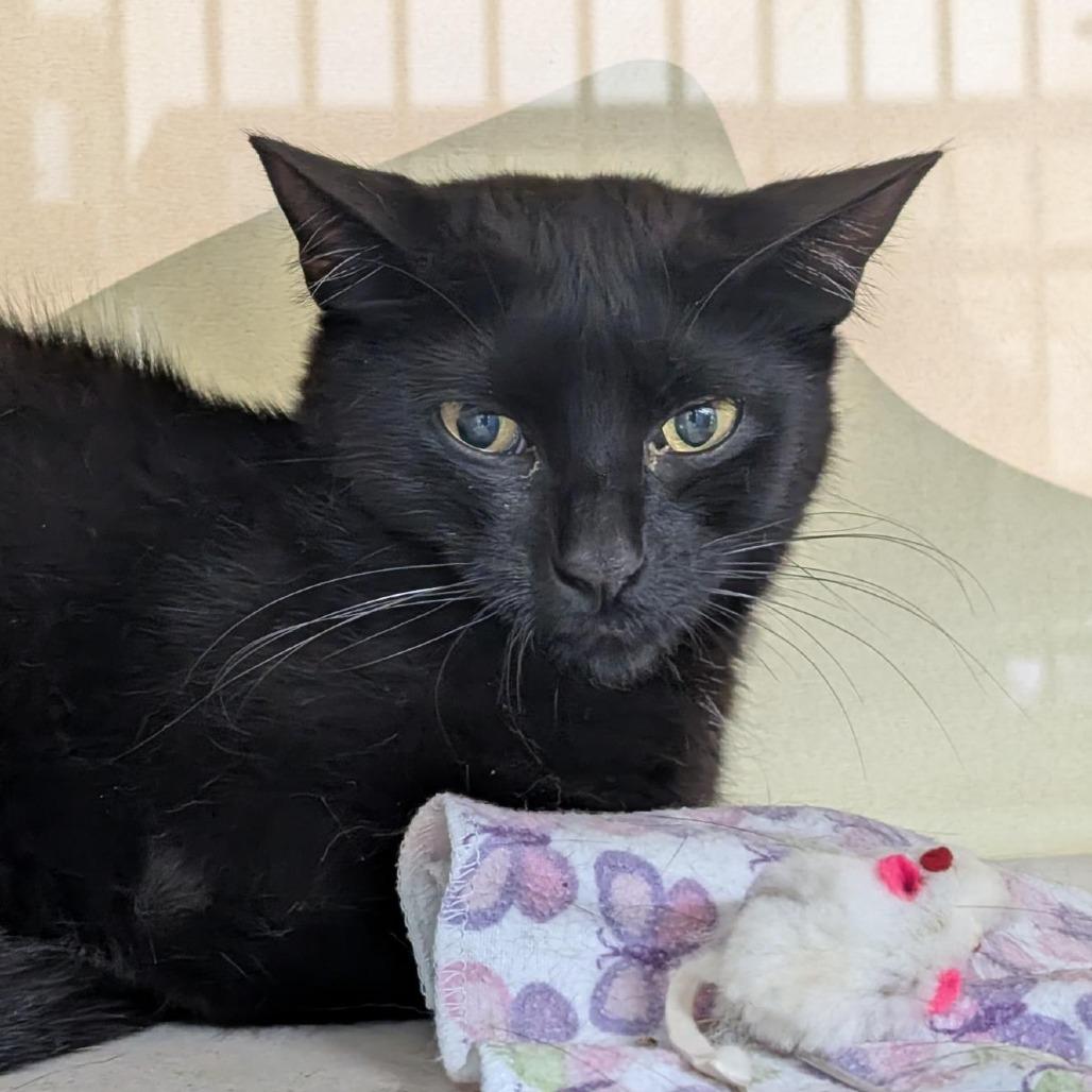 Enlarge Sunflower, a Adoptable Domestic Short Hair in Tacoma, WA image 2/2