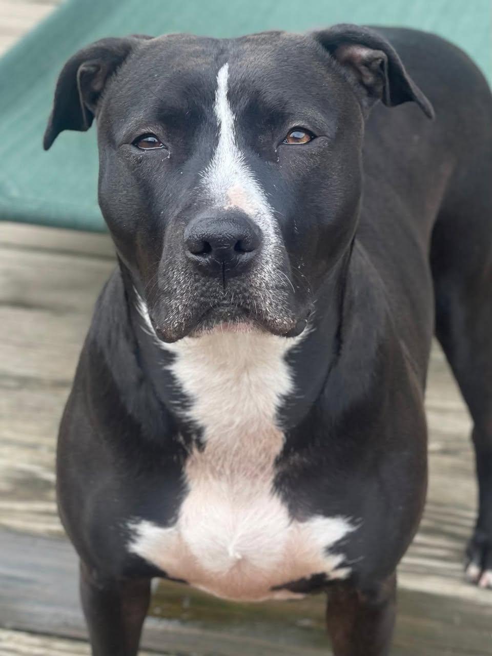 Enlarge Misty, a Adoptable Pit Bull Terrier in Freeport, NY image 10/12