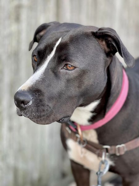 Misty, a Adoptable Pit Bull Terrier in Freeport, NY image 5/12