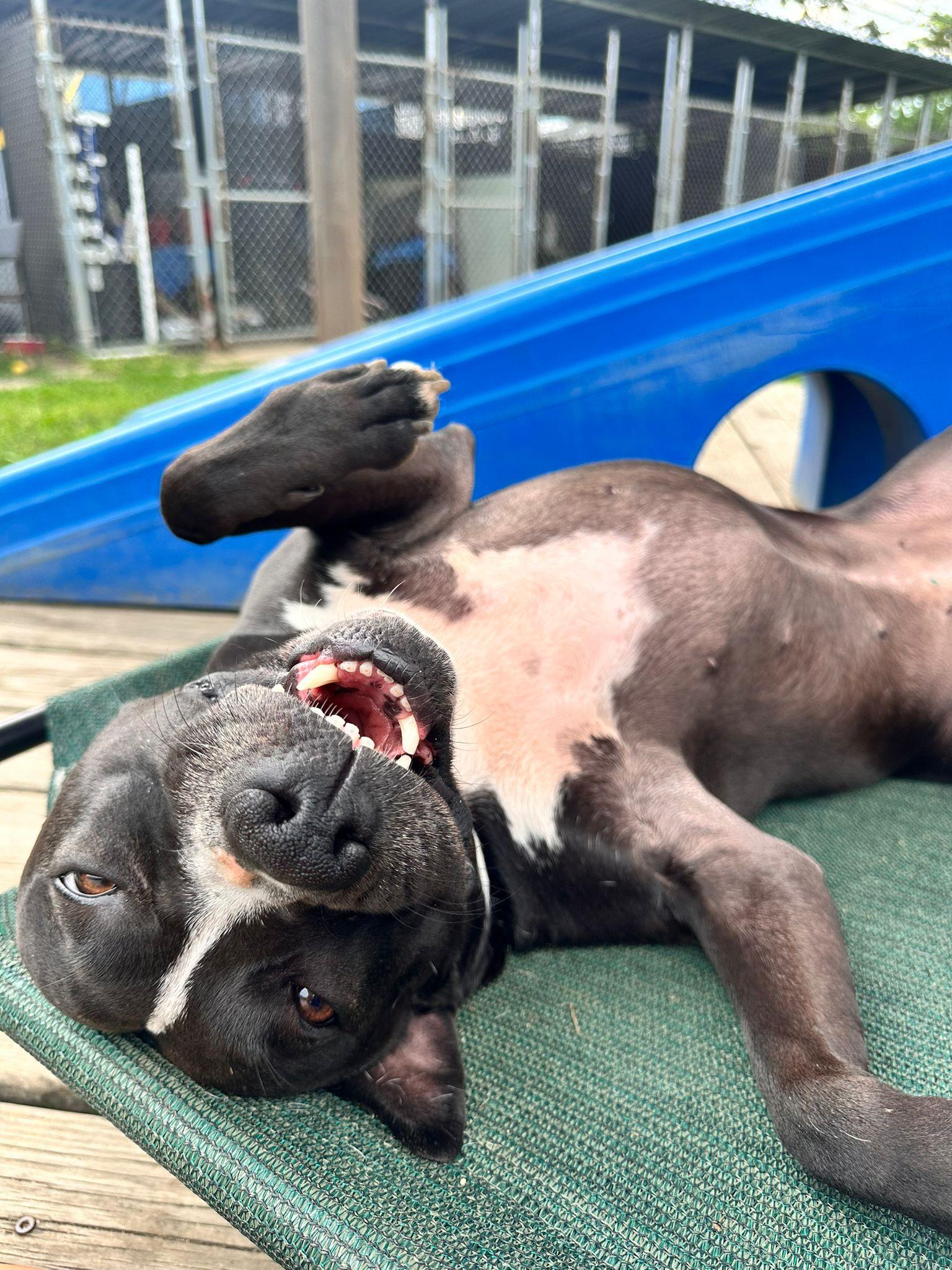 Enlarge Misty, a Adoptable Pit Bull Terrier in Freeport, NY image 7/12