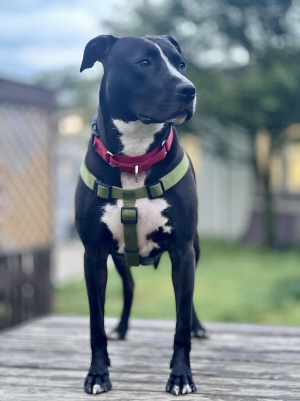 Misty, a Adoptable Pit Bull Terrier in Freeport, NY image 3/12