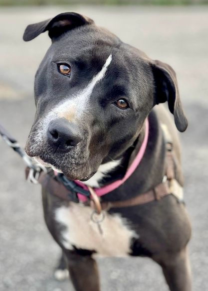 Enlarge Misty, a Adoptable Pit Bull Terrier in Freeport, NY image 9/12