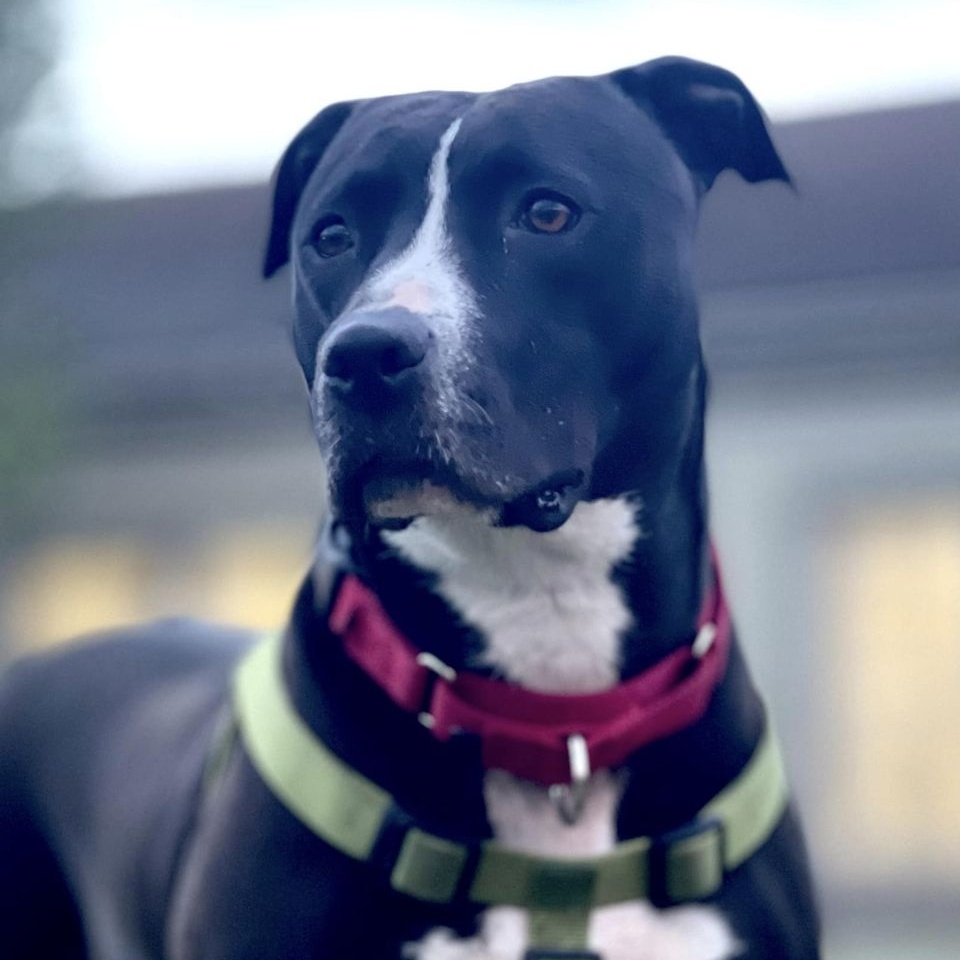 Misty, a Adoptable Pit Bull Terrier in Freeport, NY image 1/12